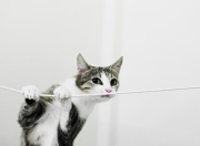 九游APP-雄鹿淘汰热火，浓眉成关键先生，改写东部格局的转折点