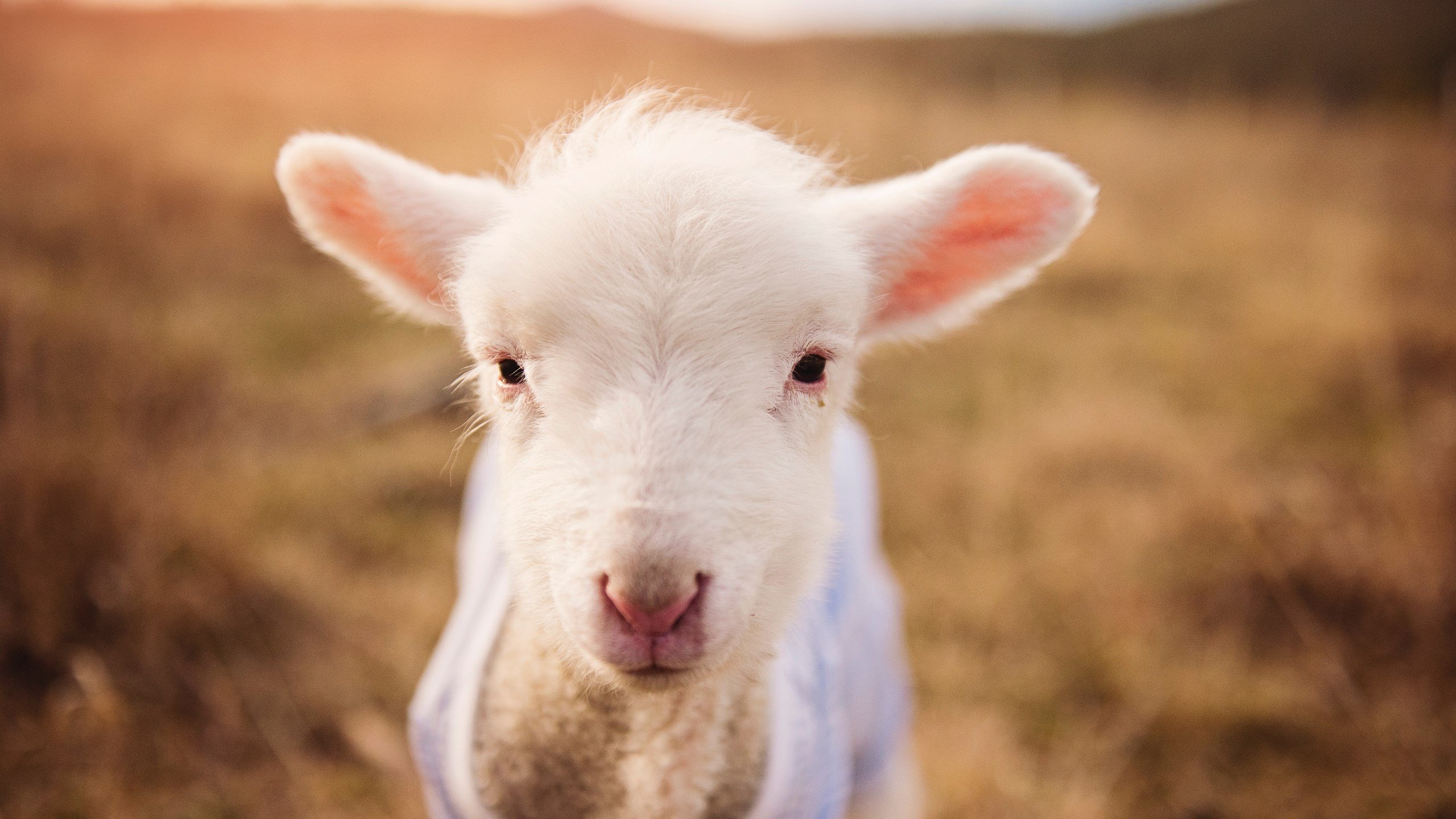 孔德之夜，抢七舞台上的唯一存在